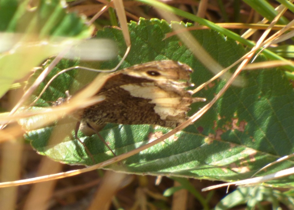 Hipparchia sp. Nymphalidae